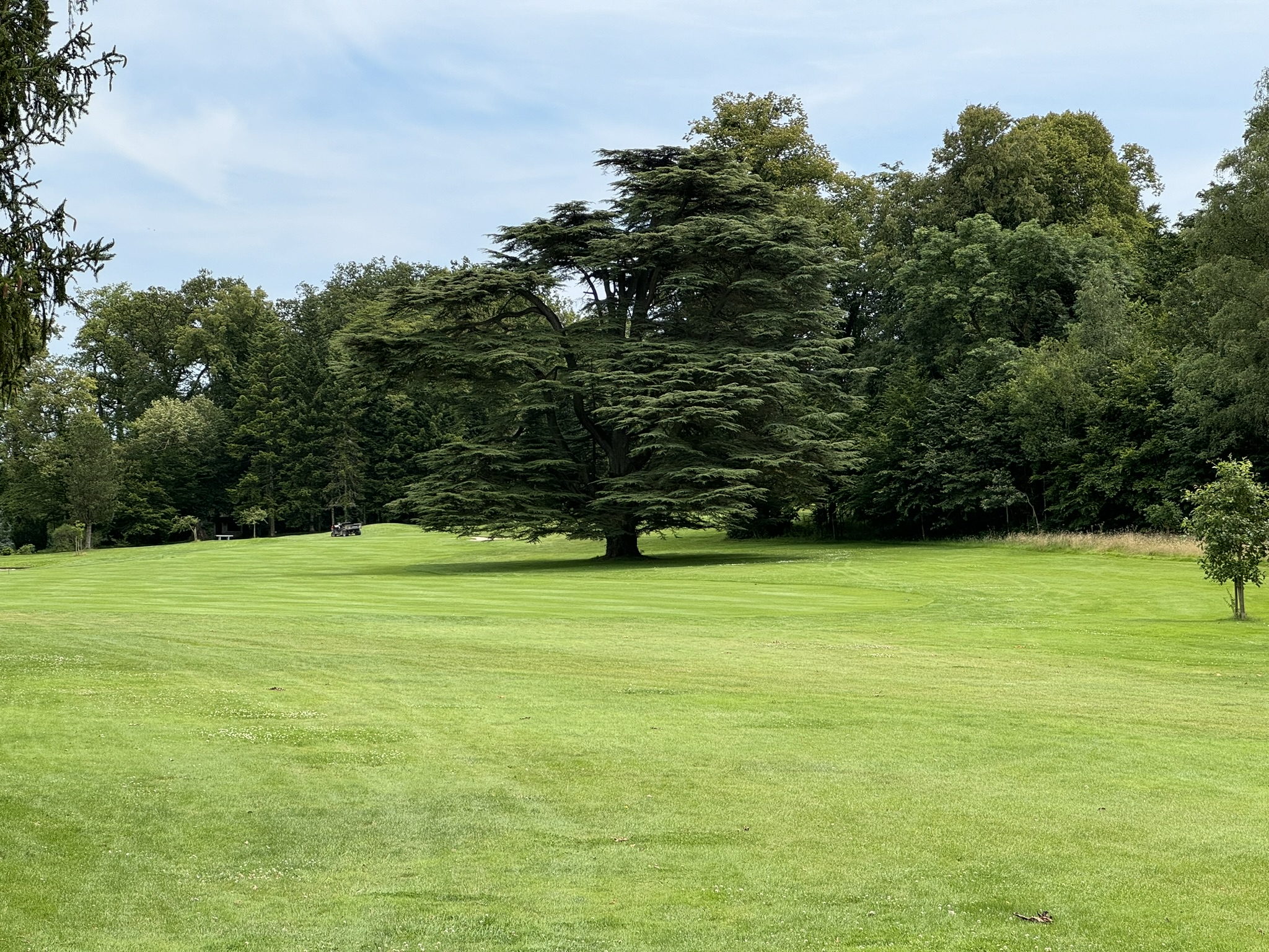 Golf Château Royal d'Ardenne - fairway et cèdre centenaire