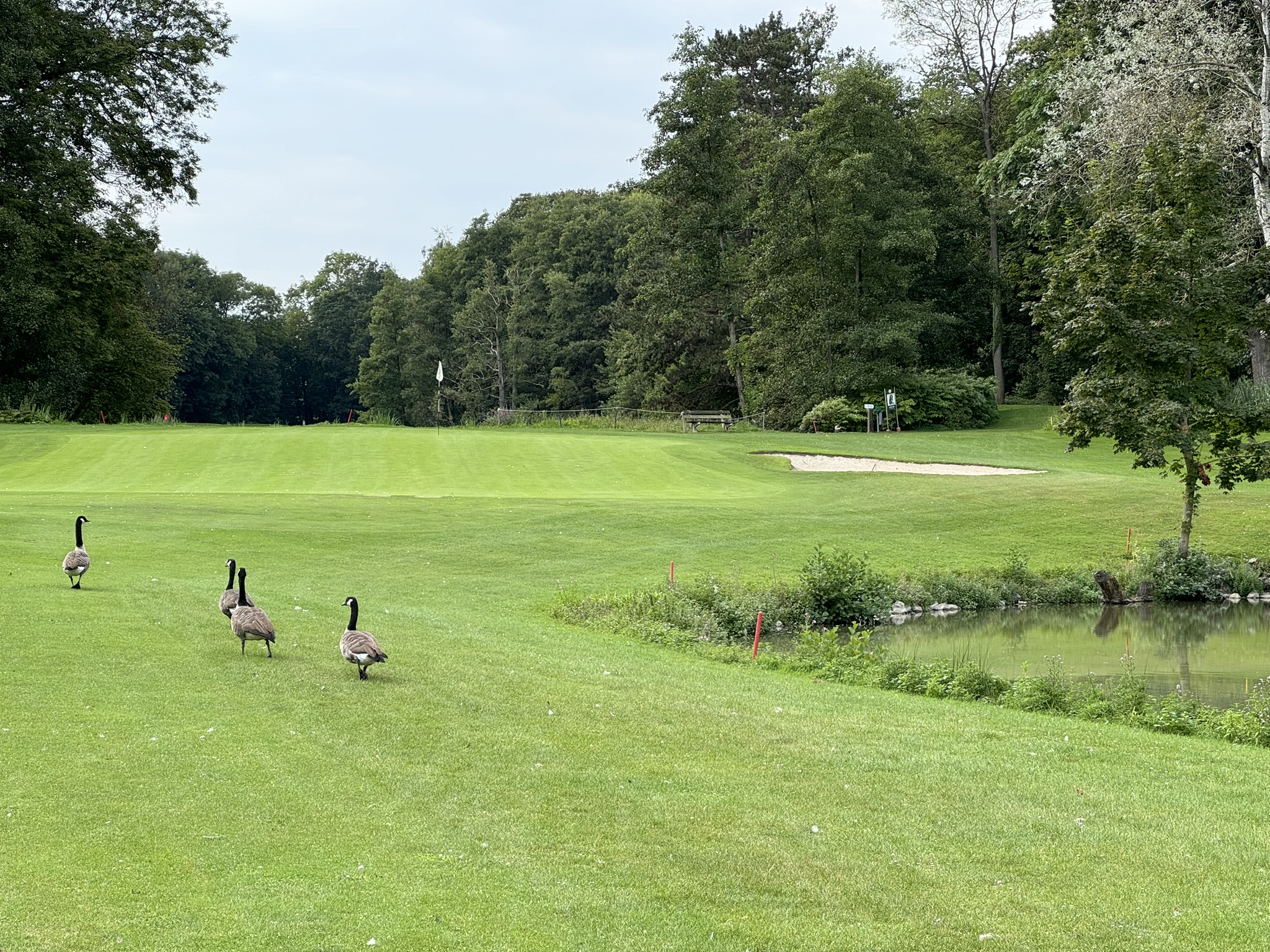 Golf Château de la Bawette - oies sur le fairway avec étang et green