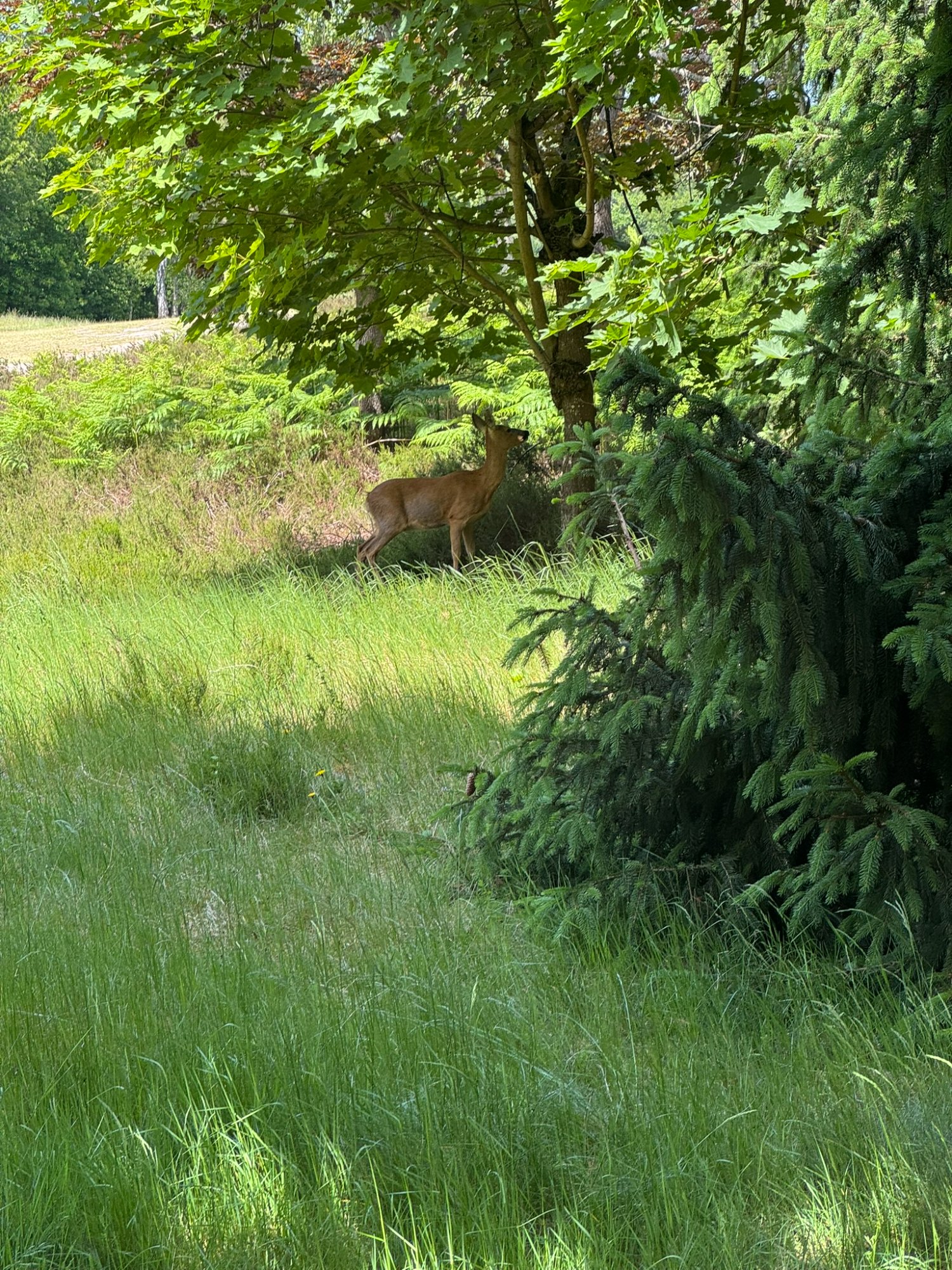 Golf de Domont-Montmorency - chevreuil en lisière de forêt