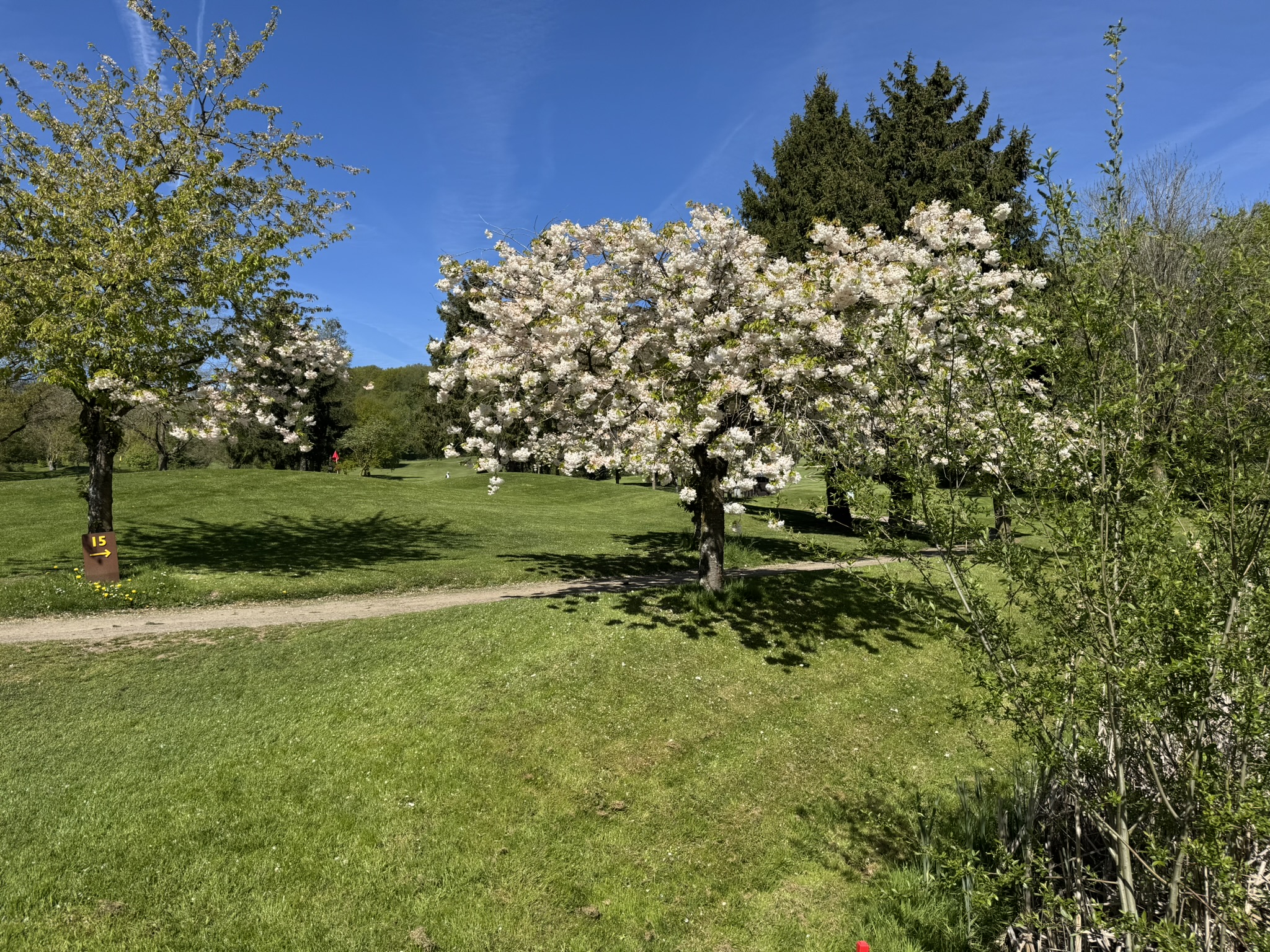 Golf Henri Chapelle Charlemagne - cerisiers en fleurs au printemps