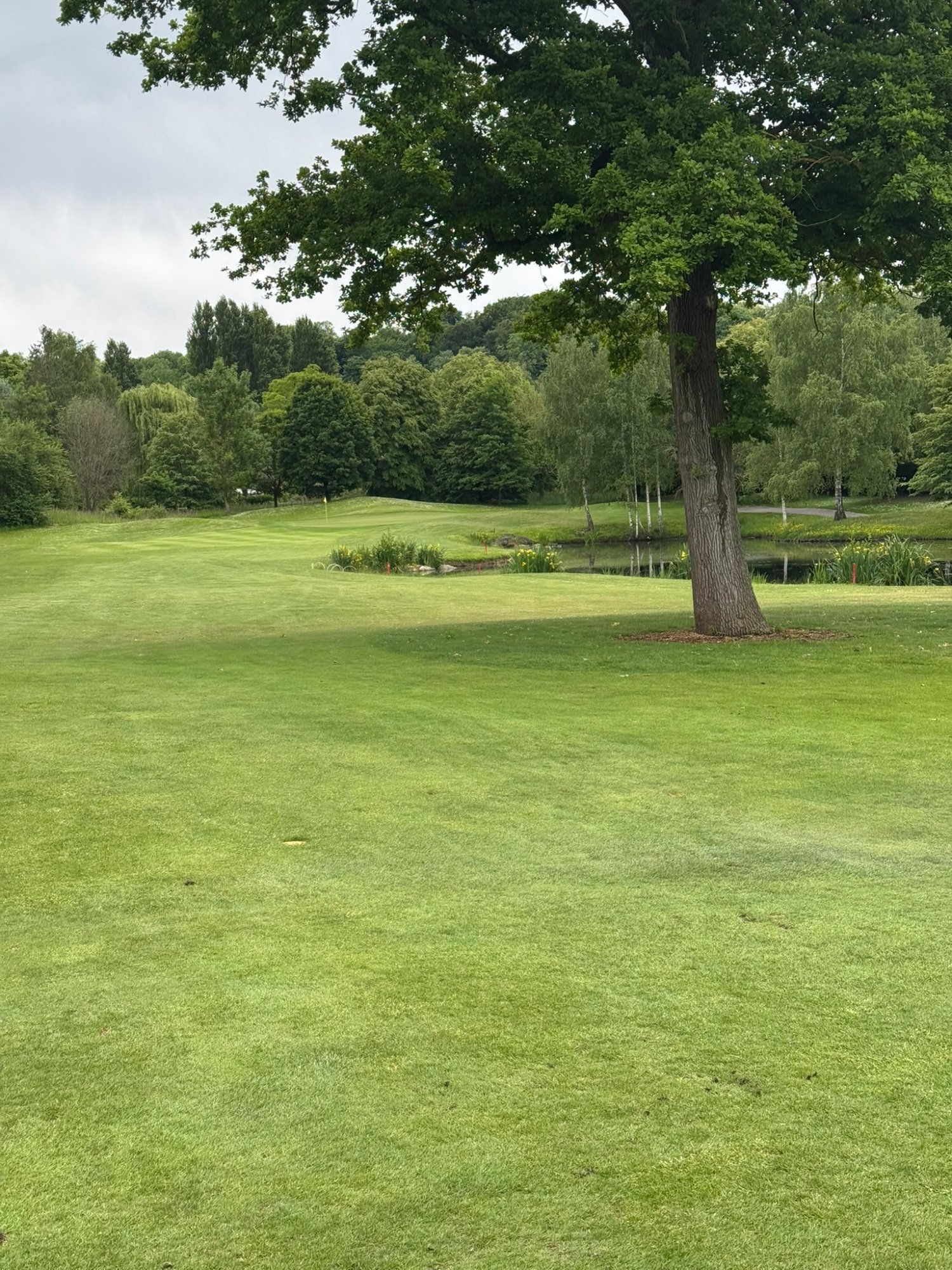Golf de l'Isle Adam - chêne centenaire avec étang fleuri