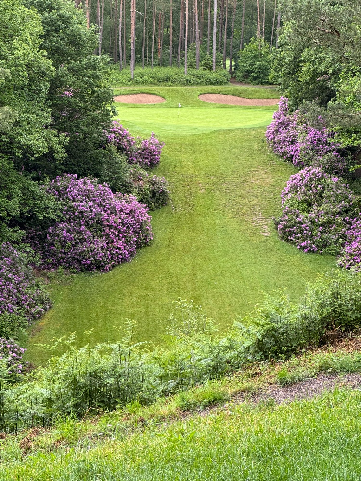 Golf du Champ de Bataille - rhododendrons