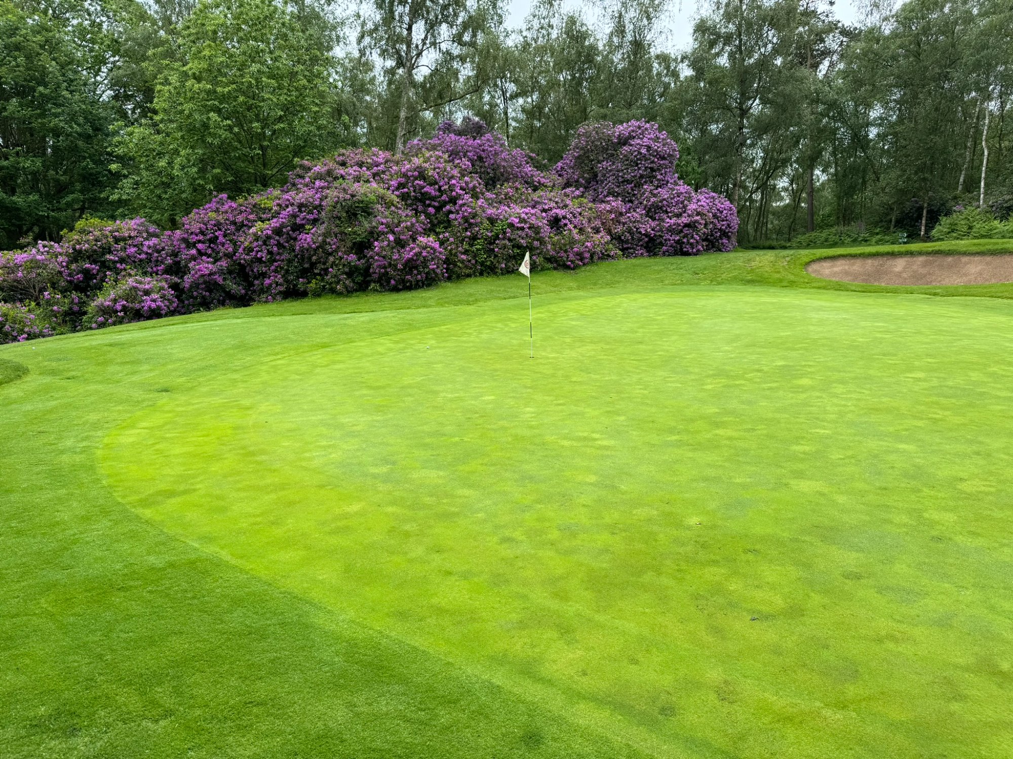 Champ de Bataille - rhododendrons