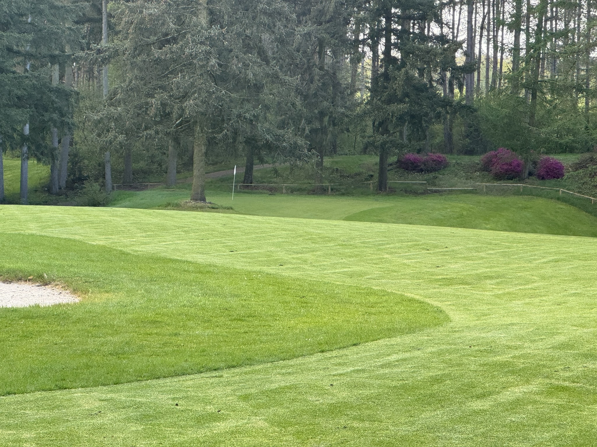 Golf Spiegelven - green entouré de pins et rhododendrons