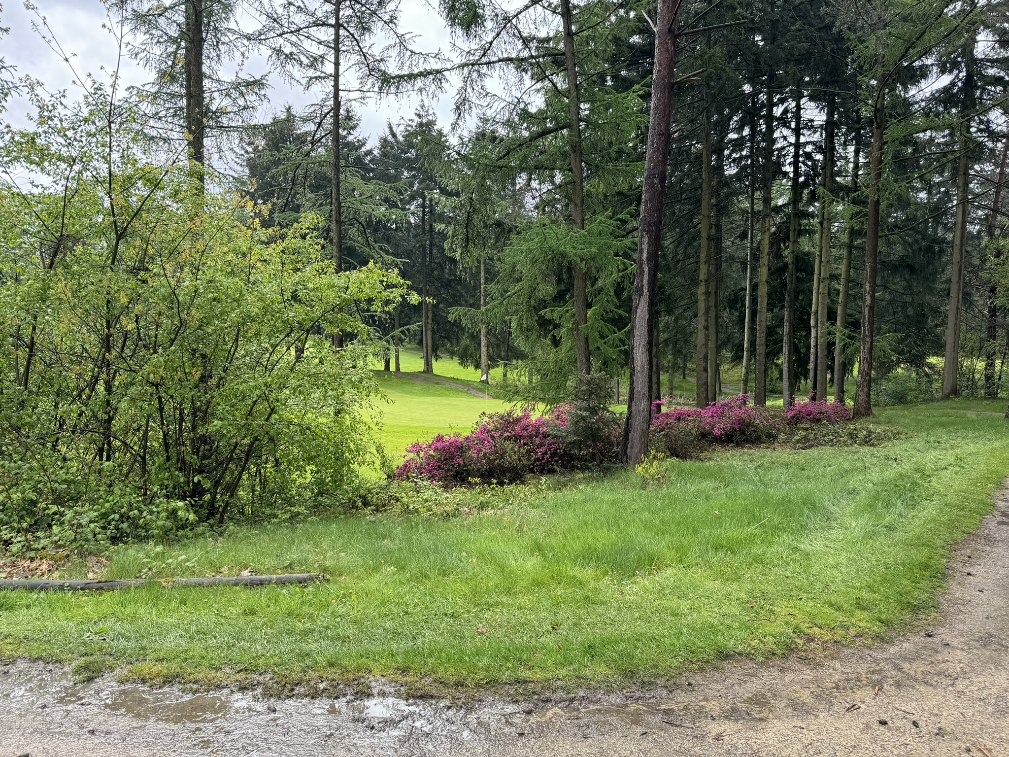 Golf Spiegelven - allée boisée avec azalées en fleurs